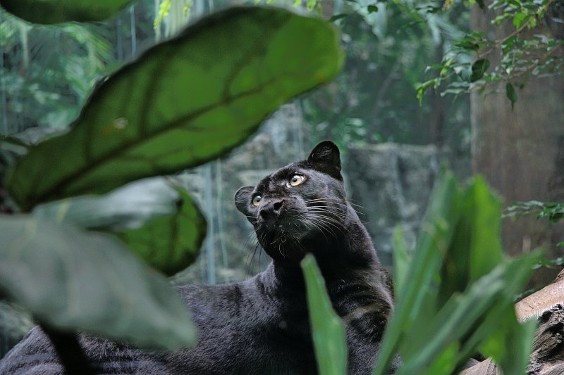 Blackpanther - 18.jpg